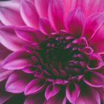Best Indoor Plants from Plant Nursery Sherman Oaks