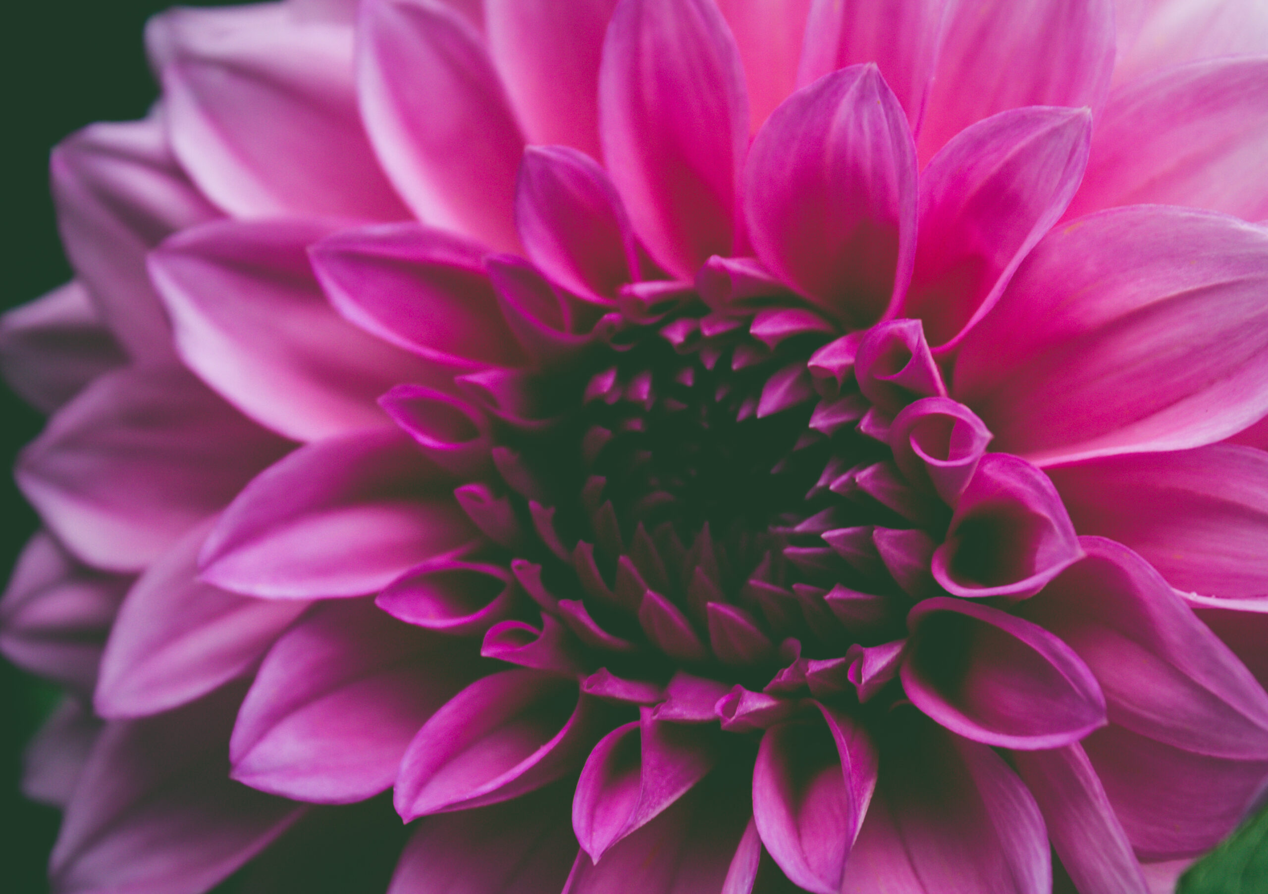 How a Cheap SEO Company Enhances User Experience